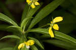 Lanceleaf loosestrife